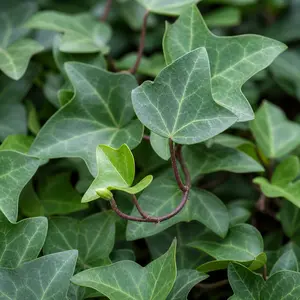 Hedera helix 'Pittsburgh' (Pot Size 13cm) English Ivy