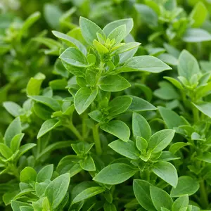 Ocimum minimum (Pot Size 1L) Bush Basil / Greek Basil