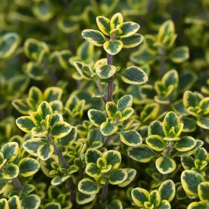 Thymus citriodorus (Pot Size 1L) Lemon Thyme
