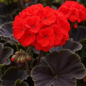 Pelargonium hortorum 'Distinction' (Pot Size 13cm) Distinction Geranium