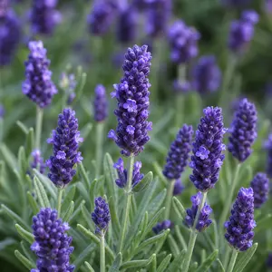 Lavandula angustifolia 'Ardèche Blue' (Pot Size 13cm) Lavender; English Lavender