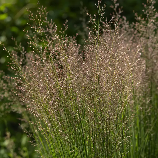 Molinia caerulea 'Banshee' (Pot Size 17cm) Purple Moor Grass
