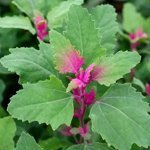 Chenopodium giganteum (Pot Size 1L) Tree Spinach