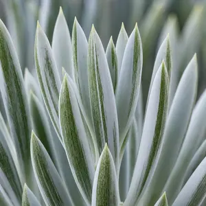 Curio ficoides 'Mount Everest' (Pot Size 15cm) Skyscraper Senecio; Big Blue Chalk Sticks