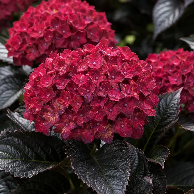 Hydrangea macrophylla Black Diamonds Series (Pot Size 23cm) Bigleaf Hydrangea