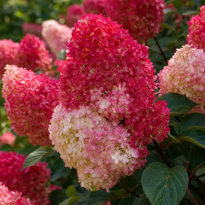 Hydrangea paniculata 'Red Light' (Pot Size 27cm) Red Light Panicle Hydrangea