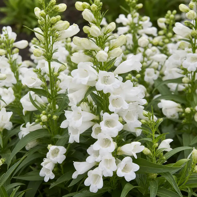 Penstemon 'Nova Pearl' (Pot Size 3L) Beardtongue