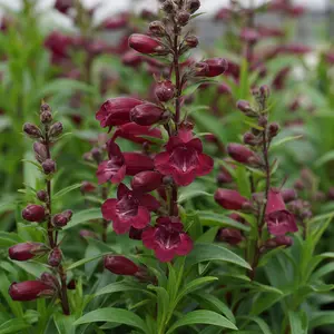 Penstemon 'Andenken an Friedrich Hahn'