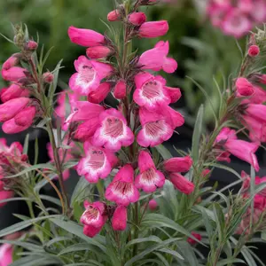 Penstemon 'Hewell Pink Bedder'
