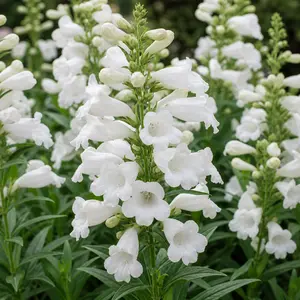 Penstemon 'Snow Storm'