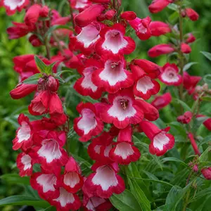 Penstemon 'Pensham Amelia Jane'