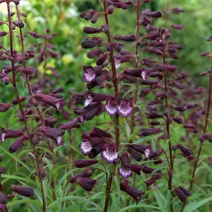 Penstemon 'Blackbird'