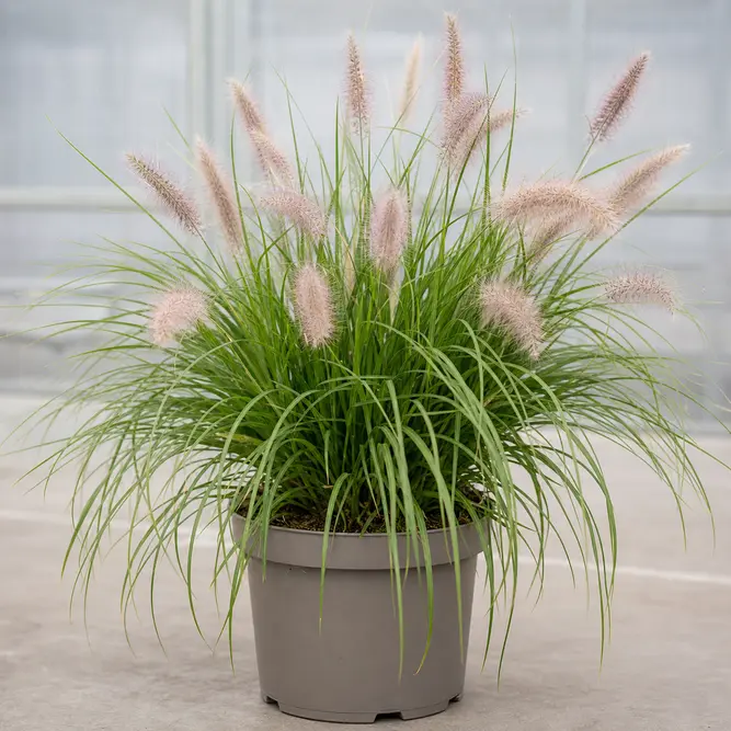 Pennisetum alopecuroides 'Hameln' (Pot Size 17cm) Chinese Fountain Grass