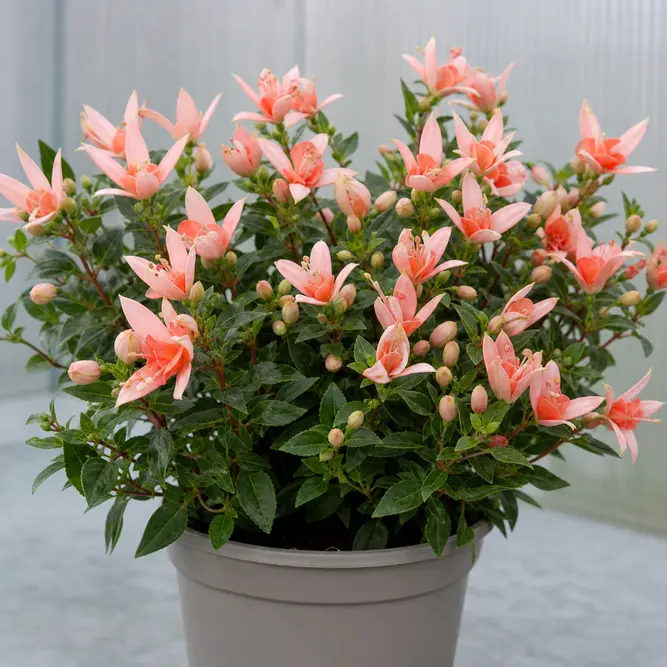 Fuchsia 'Walz Jubelteen' (Pot Size 13cm) Walz Jubelteen Fuchsia