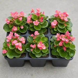 Begonia semperflorens Green