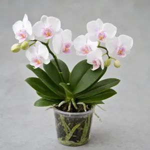Phalaenopsis multiflora 'Optifriend'