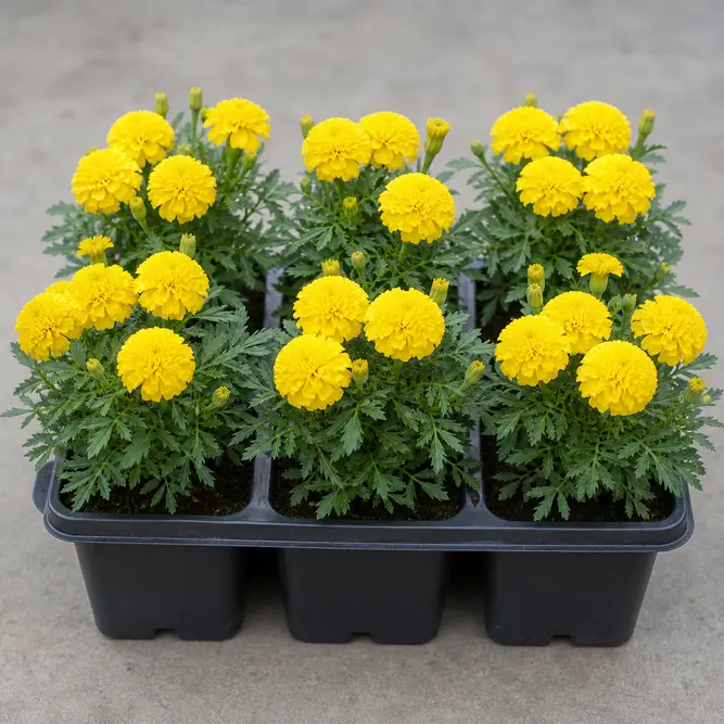 Tagetes patula Yellow (6 Pack) French Marigold