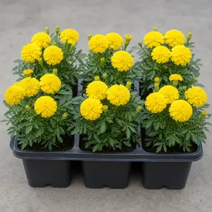 Tagetes patula Yellow