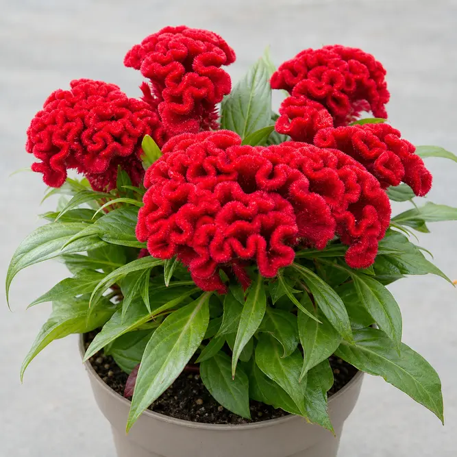 Celosia argentea var. cristata 'Twist' (Pot Size 12cm) Twisted Cockscomb