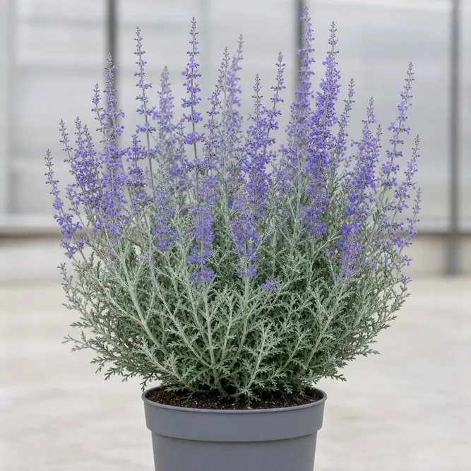 Perovskia atriplicifolia 'Lacey Blue' (Pot Size 17cm) Russian Sage