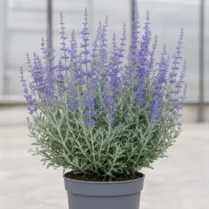 Perovskia atriplicifolia 'Lacey Blue'