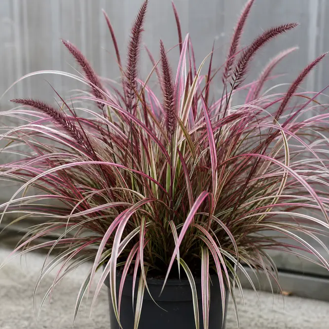 Pennisetum setaceum 'Fireworks' (Pot Size 2L) Variegated fountain grass