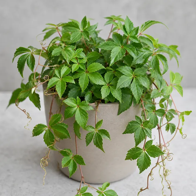 Parthenocissus striata (Pot Size 12cm) Ivy of Uruguay; Sugar Vine