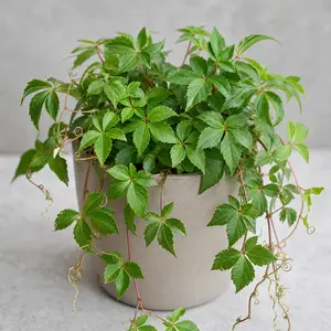 Parthenocissus striata