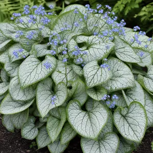 Brunnera macrophylla 'Jack of Diamonds'