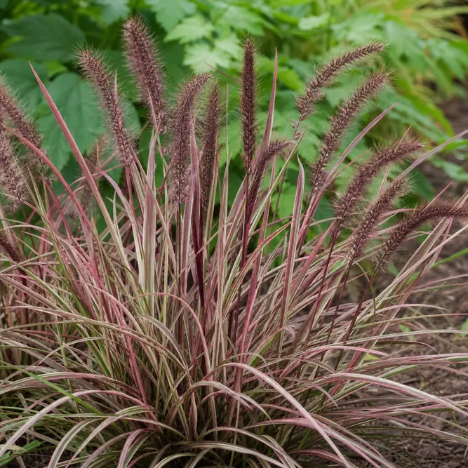 Pennisetum setaceum 'Cherry Sparkler' (Pot Size 3L) Cherry Sparkler Fountain Grass
