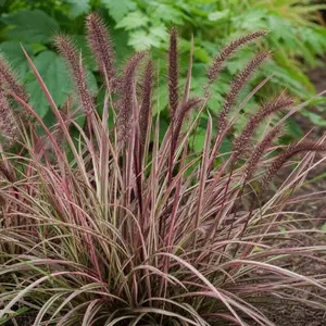 Pennisetum setaceum 'Cherry Sparkler'