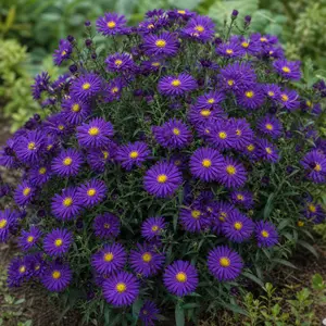 Aster dumosus 'Alpha Dark Purple'