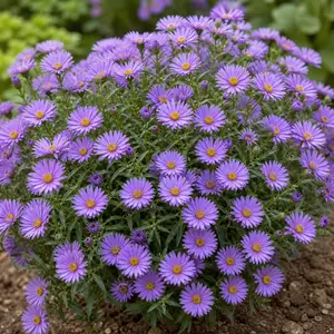 Aster dumosus 'Alpha Light Purple'