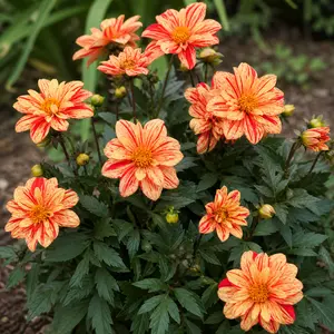Dahlia 'Ellen Houston'