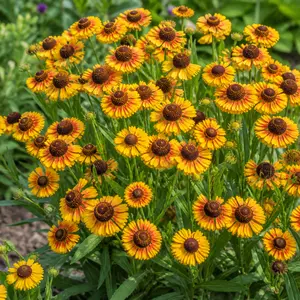 Helenium autumnale 'Short and Sassy'
