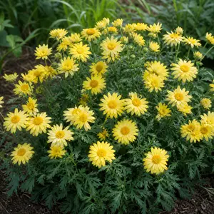 Leucanthemum × superbum 'Western Star Leo'