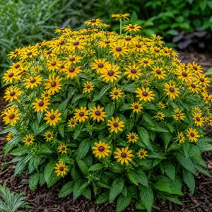Rudbeckia fulgida 'Little Goldstar'