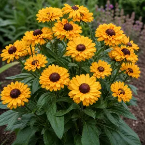 Rudbeckia hirta 'Enchanted Glow'