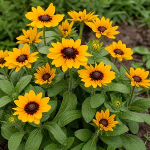 Rudbeckia Summerina 'Suns Up'