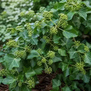 Hedera helix