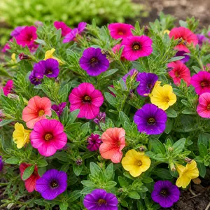 Calibrachoa x hybrida