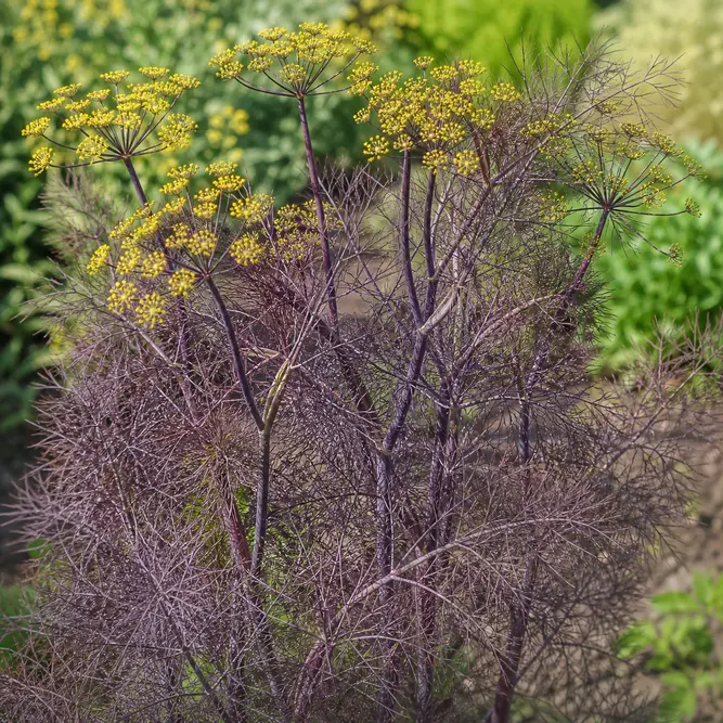 Foeniculum vulgare 'Purpureum' (Pot Size 1L) Bronze Fennel