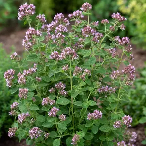 Origanum vulgare