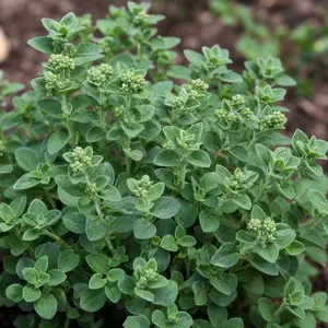 Origanum majorana