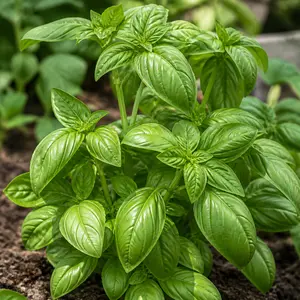 Ocimum basilicum