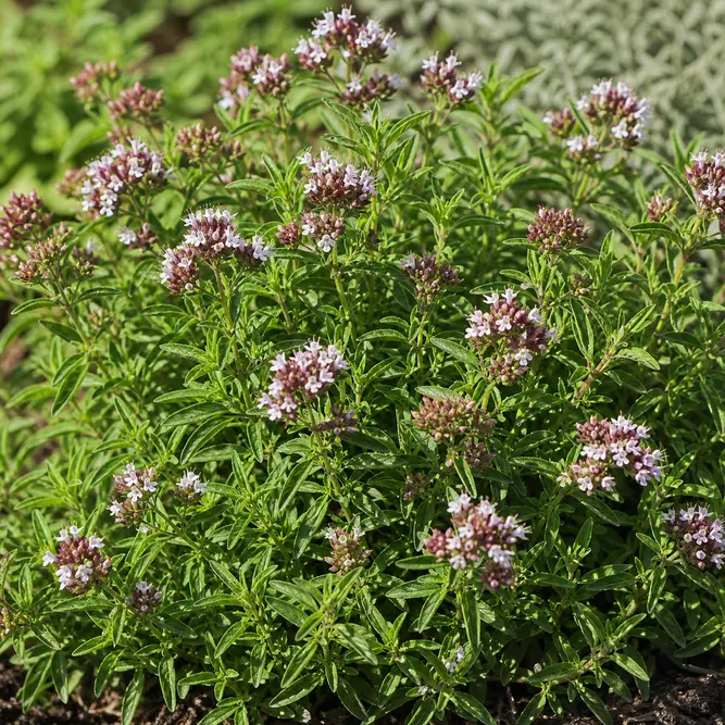 Origanum vulgare 'Hot n Spicy' (Pot Size 1L) Oregano
