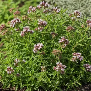 Origanum vulgare 'Hot n Spicy'