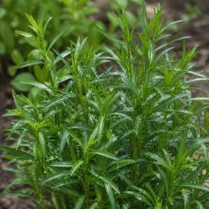 Artemisia dracunculus 'Sativa'