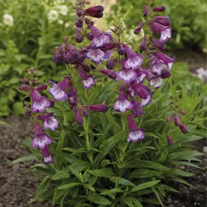 Penstemon 'Pensham Czar'