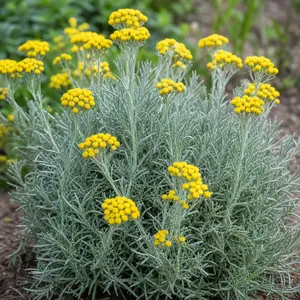 Helichrysum italicum 'Korma'